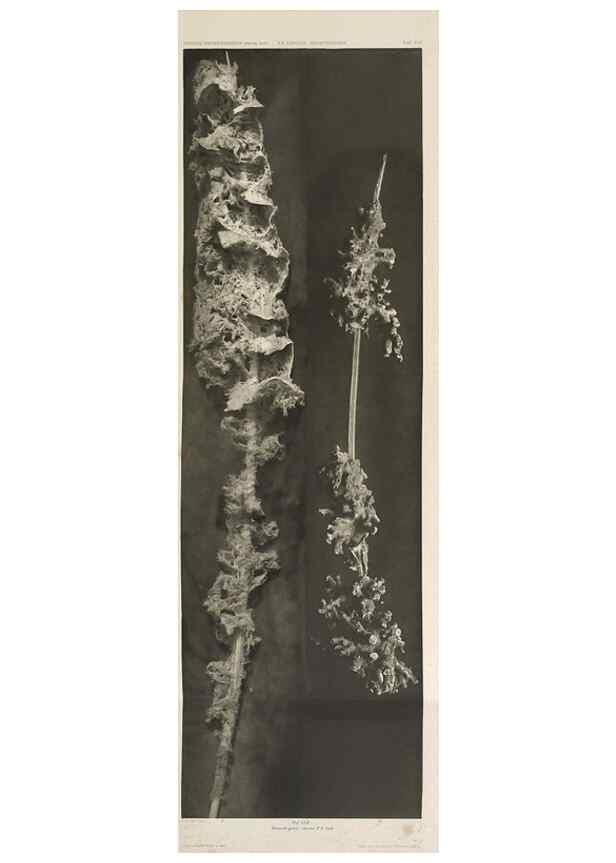 Reproducción/Reproduction 49484749096: Wissenschaftliche Ergebnisse der Deutschen Tiefsee-Expedition auf dem Dampfer ""Valdivia"" 1898-1899.. Jena,G. Fischer,1902-40.. 