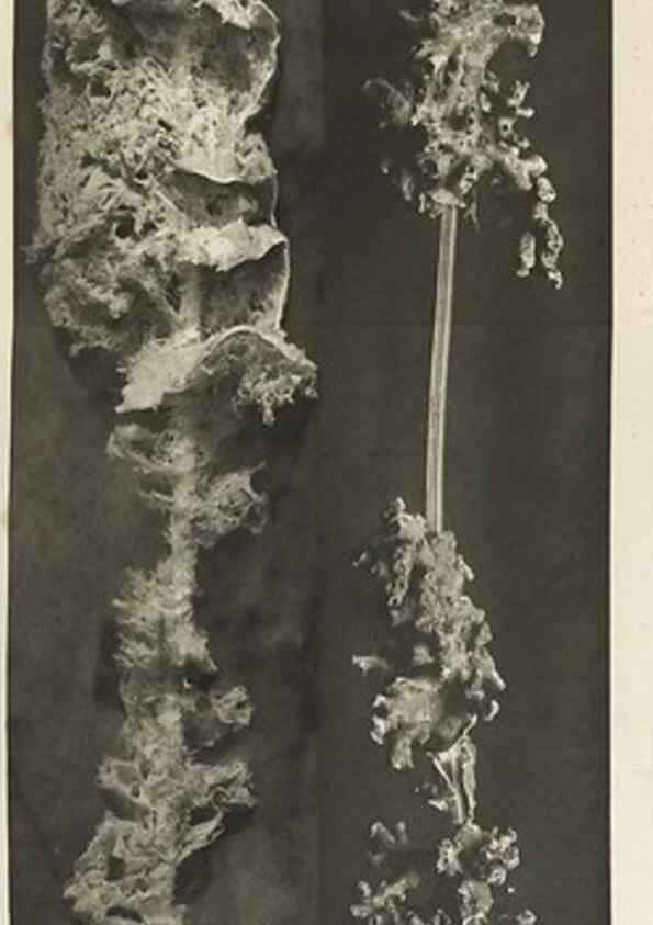 Reproducción/Reproduction 49484749096: Wissenschaftliche Ergebnisse der Deutschen Tiefsee-Expedition auf dem Dampfer ""Valdivia"" 1898-1899.. Jena,G. Fischer,1902-40.. 