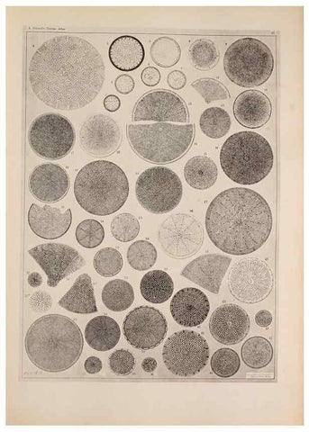 Reproducción/Reproduction 49389857817: Atlas der Diatomaceen-Kunde /. Leipzig :O.R. Reisland,[1874-19.. 