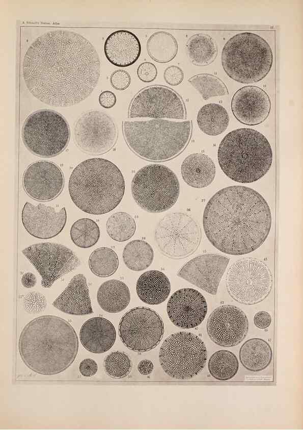 Reproducción/Reproduction 49389857817: Atlas der Diatomaceen-Kunde /. Leipzig :O.R. Reisland,[1874-19.. 