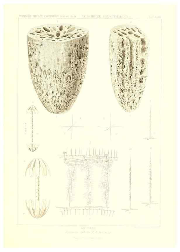 Reproducción/Reproduction 49484952367: Wissenschaftliche Ergebnisse der Deutschen Tiefsee-Expedition auf dem Dampfer ""Valdivia"" 1898-1899.. Jena,G. Fischer,1902-40.. 