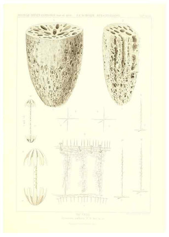 Reproducción/Reproduction 49484952367: Wissenschaftliche Ergebnisse der Deutschen Tiefsee-Expedition auf dem Dampfer ""Valdivia"" 1898-1899.. Jena,G. Fischer,1902-40.. 