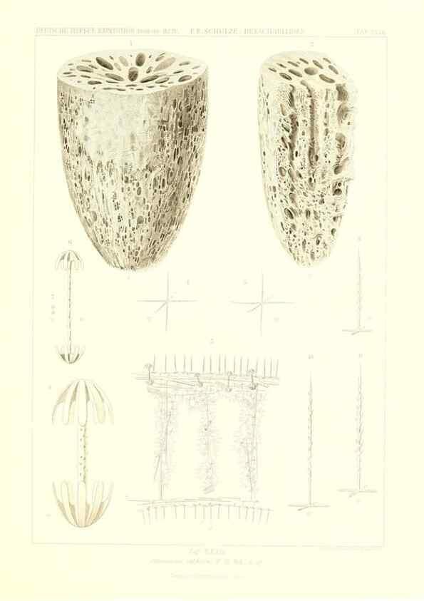 Reproducción/Reproduction 49484952367: Wissenschaftliche Ergebnisse der Deutschen Tiefsee-Expedition auf dem Dampfer ""Valdivia"" 1898-1899.. Jena,G. Fischer,1902-40.. 