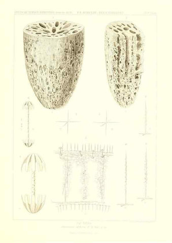 Reproducción/Reproduction 49484952367: Wissenschaftliche Ergebnisse der Deutschen Tiefsee-Expedition auf dem Dampfer ""Valdivia"" 1898-1899.. Jena,G. Fischer,1902-40.. 
