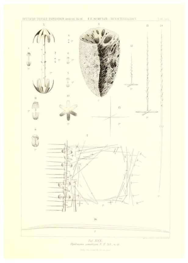 Reproducción/Reproduction 49484253423: Wissenschaftliche Ergebnisse der Deutschen Tiefsee-Expedition auf dem Dampfer ""Valdivia"" 1898-1899.. Jena,G. Fischer,1902-40.. 