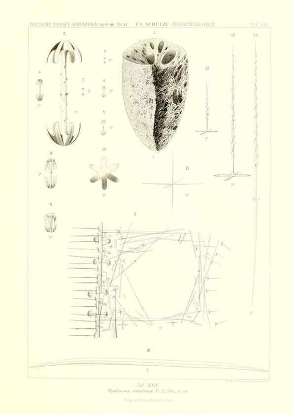 Reproducción/Reproduction 49484253423: Wissenschaftliche Ergebnisse der Deutschen Tiefsee-Expedition auf dem Dampfer ""Valdivia"" 1898-1899.. Jena,G. Fischer,1902-40.. 
