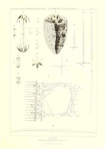 Reproducción/Reproduction 49484253423: Wissenschaftliche Ergebnisse der Deutschen Tiefsee-Expedition auf dem Dampfer ""Valdivia"" 1898-1899.. Jena,G. Fischer,1902-40.. 