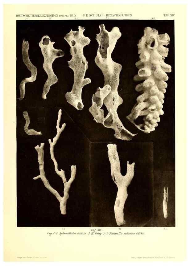 Reproducción/Reproduction 49484946567: Wissenschaftliche Ergebnisse der Deutschen Tiefsee-Expedition auf dem Dampfer ""Valdivia"" 1898-1899.. Jena,G. Fischer,1902-40.. 