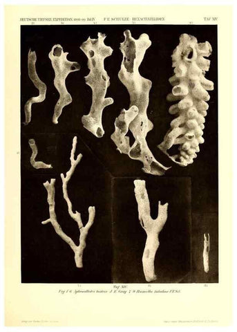 Reproducción/Reproduction 49484946567: Wissenschaftliche Ergebnisse der Deutschen Tiefsee-Expedition auf dem Dampfer ""Valdivia"" 1898-1899.. Jena,G. Fischer,1902-40.. 