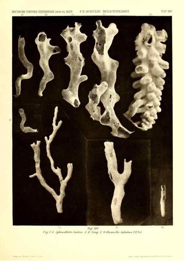 Reproducción/Reproduction 49484946567: Wissenschaftliche Ergebnisse der Deutschen Tiefsee-Expedition auf dem Dampfer ""Valdivia"" 1898-1899.. Jena,G. Fischer,1902-40.. 