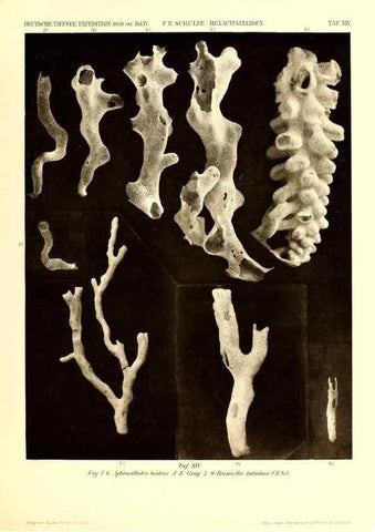 Reproducción/Reproduction 49484946567: Wissenschaftliche Ergebnisse der Deutschen Tiefsee-Expedition auf dem Dampfer ""Valdivia"" 1898-1899.. Jena,G. Fischer,1902-40.. 