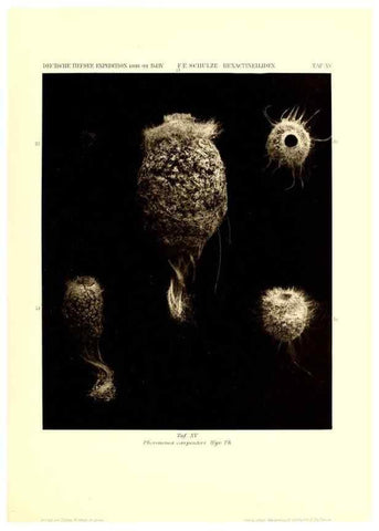 Reproducción/Reproduction 49484946867: Wissenschaftliche Ergebnisse der Deutschen Tiefsee-Expedition auf dem Dampfer ""Valdivia"" 1898-1899.. Jena,G. Fischer,1902-40.. 