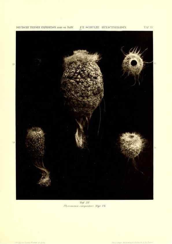 Reproducción/Reproduction 49484946867: Wissenschaftliche Ergebnisse der Deutschen Tiefsee-Expedition auf dem Dampfer ""Valdivia"" 1898-1899.. Jena,G. Fischer,1902-40.. 