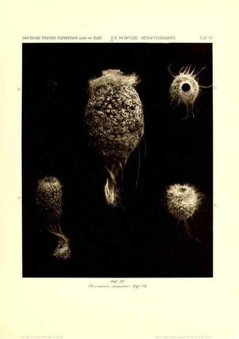 Reproducción/Reproduction 49484946867: Wissenschaftliche Ergebnisse der Deutschen Tiefsee-Expedition auf dem Dampfer ""Valdivia"" 1898-1899.. Jena,G. Fischer,1902-40.. 