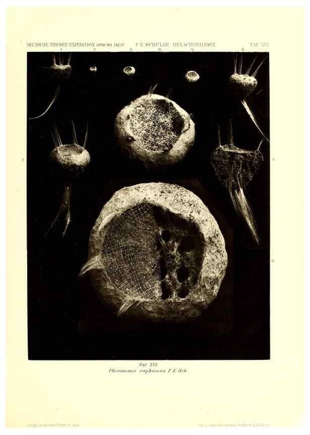Reproducción/Reproduction 49484740501: Wissenschaftliche Ergebnisse der Deutschen Tiefsee-Expedition auf dem Dampfer ""Valdivia"" 1898-1899.. Jena,G. Fischer,1902-40.. 