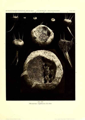 Reproducción/Reproduction 49484740501: Wissenschaftliche Ergebnisse der Deutschen Tiefsee-Expedition auf dem Dampfer ""Valdivia"" 1898-1899.. Jena,G. Fischer,1902-40.. 