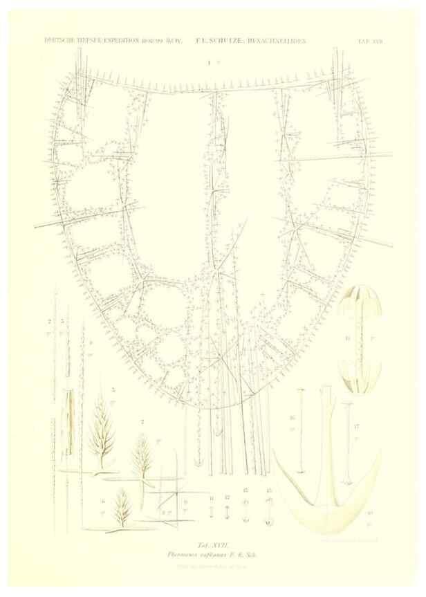 Reproducción/Reproduction 49484947622: Wissenschaftliche Ergebnisse der Deutschen Tiefsee-Expedition auf dem Dampfer ""Valdivia"" 1898-1899.. Jena,G. Fischer,1902-40.. 