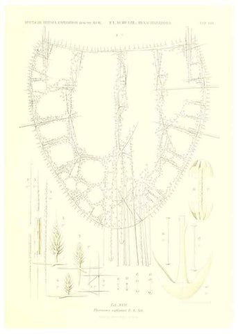 Reproducción/Reproduction 49484947622: Wissenschaftliche Ergebnisse der Deutschen Tiefsee-Expedition auf dem Dampfer ""Valdivia"" 1898-1899.. Jena,G. Fischer,1902-40.. 