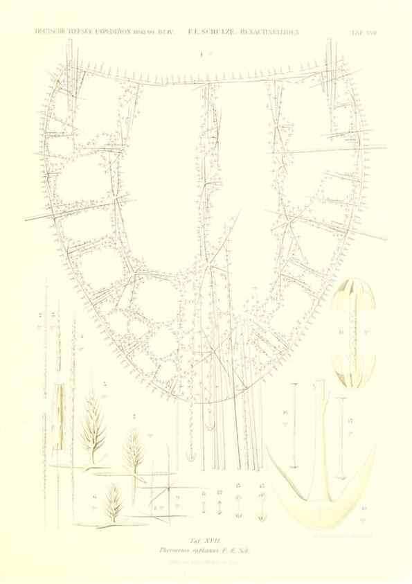 Reproducción/Reproduction 49484947622: Wissenschaftliche Ergebnisse der Deutschen Tiefsee-Expedition auf dem Dampfer ""Valdivia"" 1898-1899.. Jena,G. Fischer,1902-40.. 