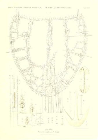 Reproducción/Reproduction 49484947622: Wissenschaftliche Ergebnisse der Deutschen Tiefsee-Expedition auf dem Dampfer ""Valdivia"" 1898-1899.. Jena,G. Fischer,1902-40.. 