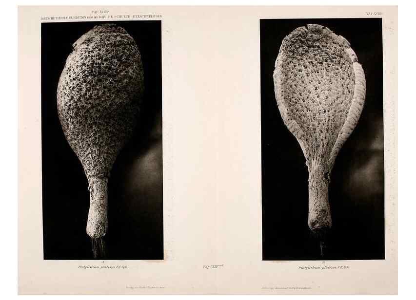 Reproducción/Reproduction 49484947892: Wissenschaftliche Ergebnisse der Deutschen Tiefsee-Expedition auf dem Dampfer ""Valdivia"" 1898-1899.. Jena,G. Fischer,1902-40.. 