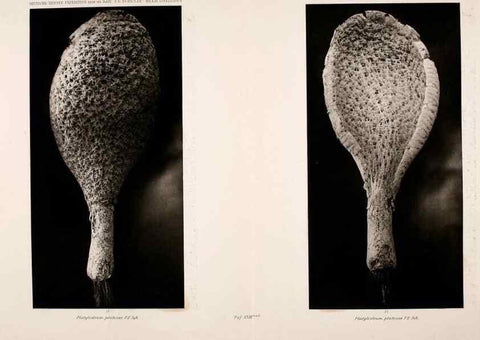 Reproducción/Reproduction 49484947892: Wissenschaftliche Ergebnisse der Deutschen Tiefsee-Expedition auf dem Dampfer ""Valdivia"" 1898-1899.. Jena,G. Fischer,1902-40.. 