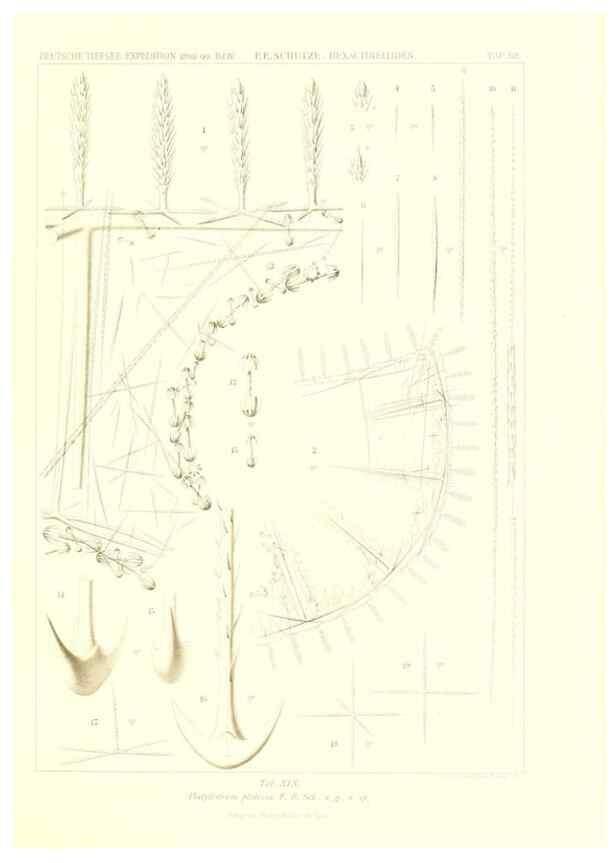 Reproducción/Reproduction 49484249868: Wissenschaftliche Ergebnisse der Deutschen Tiefsee-Expedition auf dem Dampfer ""Valdivia"" 1898-1899.. Jena,G. Fischer,1902-40.. 