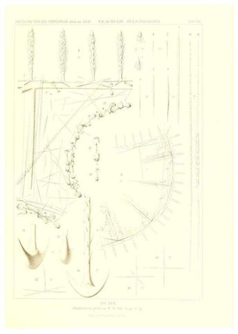 Reproducción/Reproduction 49484249868: Wissenschaftliche Ergebnisse der Deutschen Tiefsee-Expedition auf dem Dampfer ""Valdivia"" 1898-1899.. Jena,G. Fischer,1902-40.. 