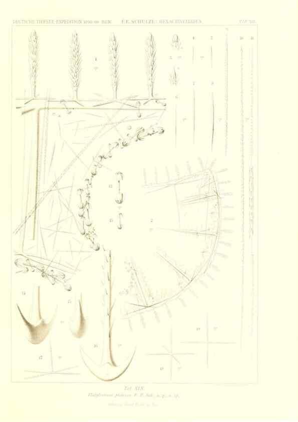 Reproducción/Reproduction 49484249868: Wissenschaftliche Ergebnisse der Deutschen Tiefsee-Expedition auf dem Dampfer ""Valdivia"" 1898-1899.. Jena,G. Fischer,1902-40.. 