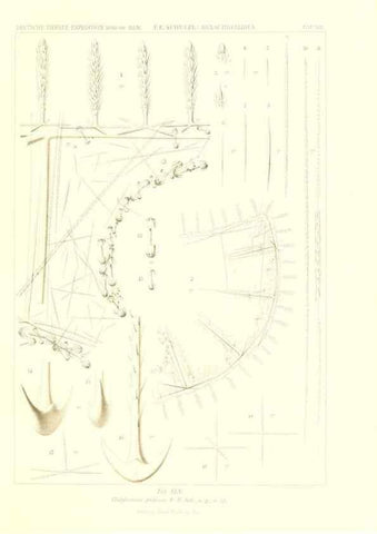 Reproducción/Reproduction 49484249868: Wissenschaftliche Ergebnisse der Deutschen Tiefsee-Expedition auf dem Dampfer ""Valdivia"" 1898-1899.. Jena,G. Fischer,1902-40.. 