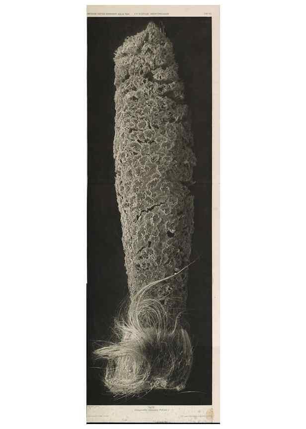 Reproducción/Reproduction 49484250373: Wissenschaftliche Ergebnisse der Deutschen Tiefsee-Expedition auf dem Dampfer ""Valdivia"" 1898-1899.. Jena,G. Fischer,1902-40.. 