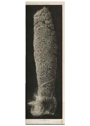 Reproducción/Reproduction 49484250373: Wissenschaftliche Ergebnisse der Deutschen Tiefsee-Expedition auf dem Dampfer ""Valdivia"" 1898-1899.. Jena,G. Fischer,1902-40.. 