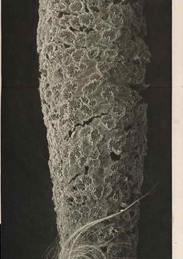 Reproducción/Reproduction 49484250373: Wissenschaftliche Ergebnisse der Deutschen Tiefsee-Expedition auf dem Dampfer ""Valdivia"" 1898-1899.. Jena,G. Fischer,1902-40.. 
