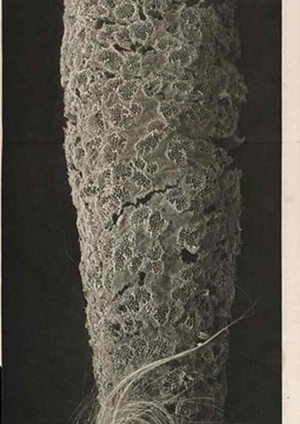Reproducción/Reproduction 49484250373: Wissenschaftliche Ergebnisse der Deutschen Tiefsee-Expedition auf dem Dampfer ""Valdivia"" 1898-1899.. Jena,G. Fischer,1902-40.. 