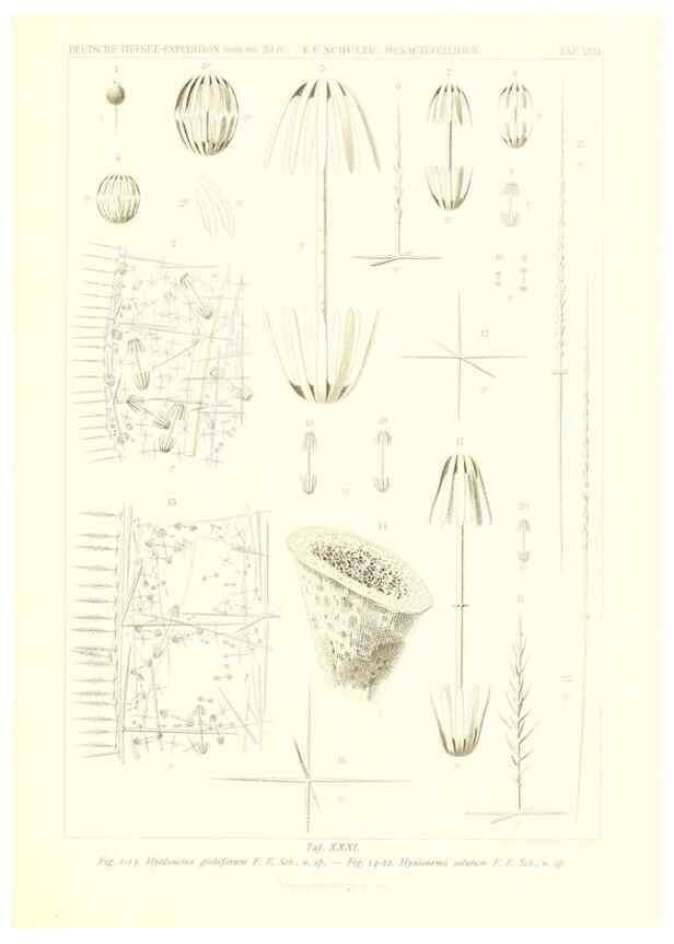Reproducción/Reproduction 49484745351: Wissenschaftliche Ergebnisse der Deutschen Tiefsee-Expedition auf dem Dampfer ""Valdivia"" 1898-1899.. Jena,G. Fischer,1902-40.. 