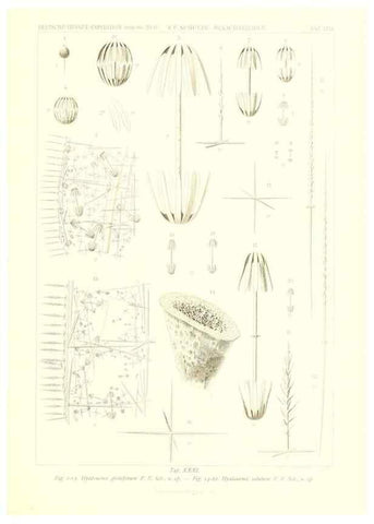 Reproducción/Reproduction 49484745351: Wissenschaftliche Ergebnisse der Deutschen Tiefsee-Expedition auf dem Dampfer ""Valdivia"" 1898-1899.. Jena,G. Fischer,1902-40.. 