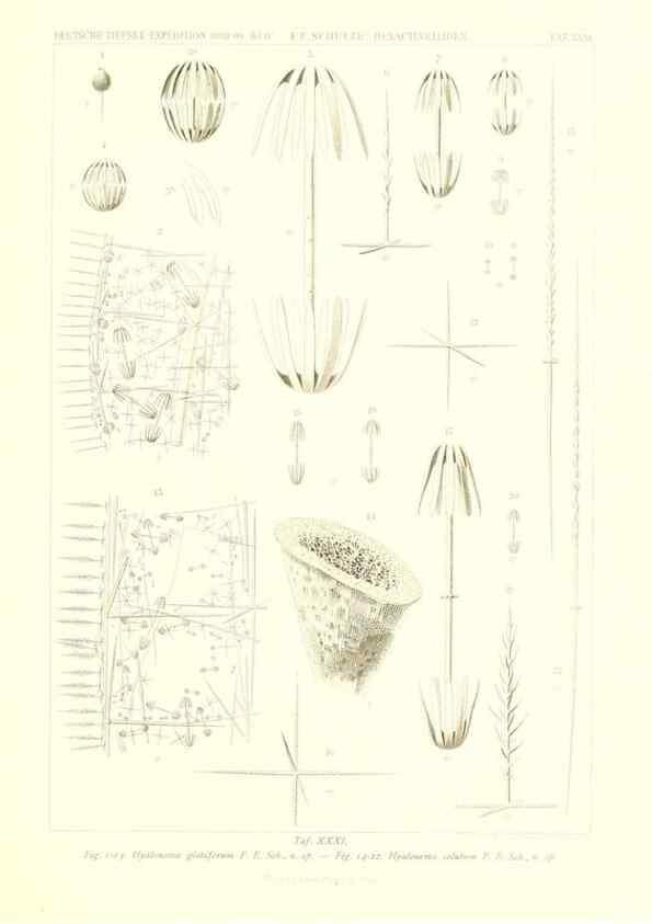 Reproducción/Reproduction 49484745351: Wissenschaftliche Ergebnisse der Deutschen Tiefsee-Expedition auf dem Dampfer ""Valdivia"" 1898-1899.. Jena,G. Fischer,1902-40.. 