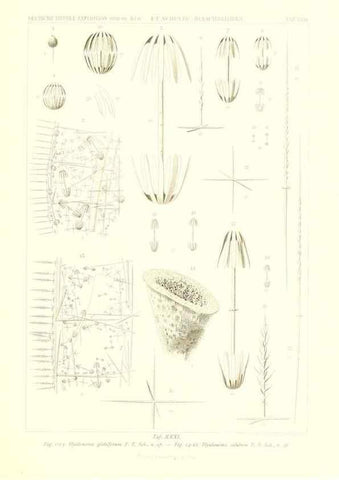 Reproducción/Reproduction 49484745351: Wissenschaftliche Ergebnisse der Deutschen Tiefsee-Expedition auf dem Dampfer ""Valdivia"" 1898-1899.. Jena,G. Fischer,1902-40.. 