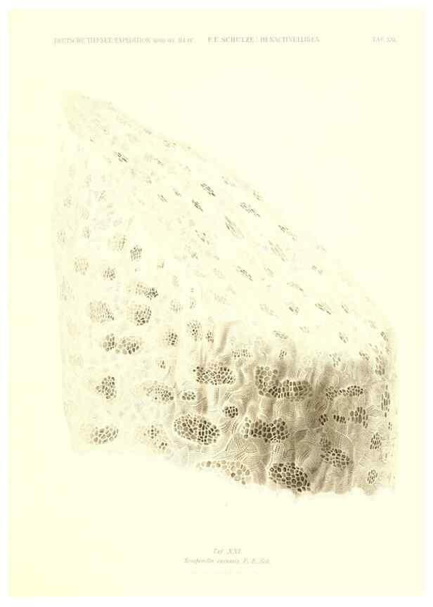 Reproducción/Reproduction 49484250688: Wissenschaftliche Ergebnisse der Deutschen Tiefsee-Expedition auf dem Dampfer ""Valdivia"" 1898-1899.. Jena,G. Fischer,1902-40.. 
