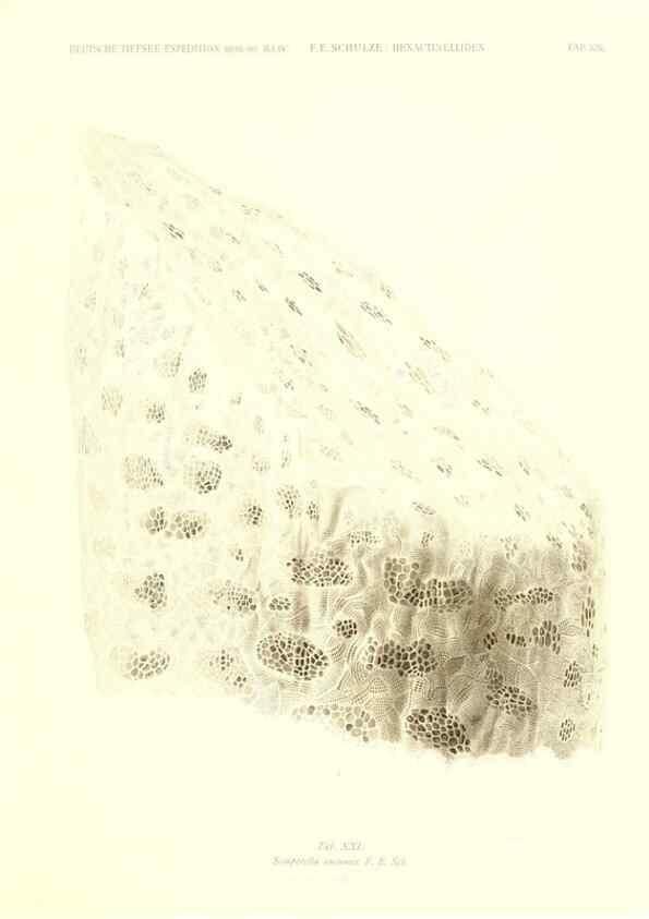 Reproducción/Reproduction 49484250688: Wissenschaftliche Ergebnisse der Deutschen Tiefsee-Expedition auf dem Dampfer ""Valdivia"" 1898-1899.. Jena,G. Fischer,1902-40.. 