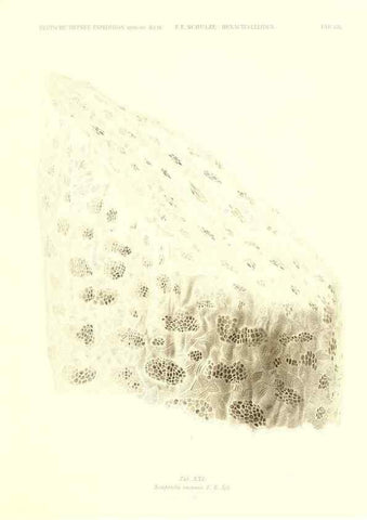 Reproducción/Reproduction 49484250688: Wissenschaftliche Ergebnisse der Deutschen Tiefsee-Expedition auf dem Dampfer ""Valdivia"" 1898-1899.. Jena,G. Fischer,1902-40.. 