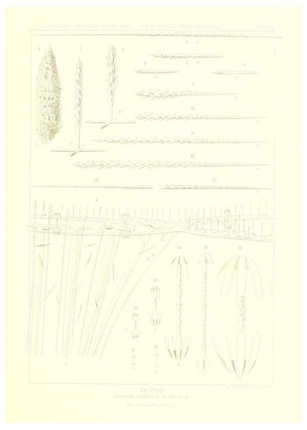 Reproducción/Reproduction 49484742806: Wissenschaftliche Ergebnisse der Deutschen Tiefsee-Expedition auf dem Dampfer ""Valdivia"" 1898-1899.. Jena,G. Fischer,1902-40.. 
