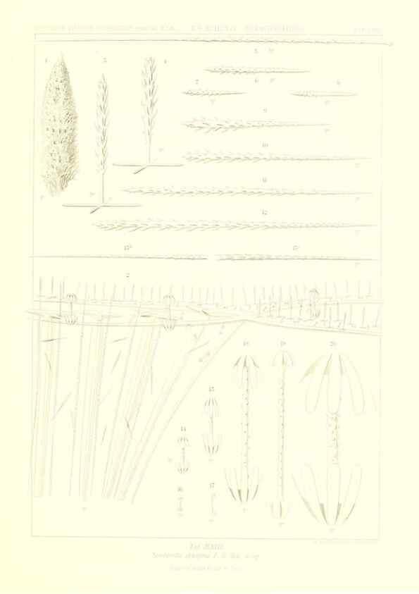 Reproducción/Reproduction 49484742806: Wissenschaftliche Ergebnisse der Deutschen Tiefsee-Expedition auf dem Dampfer ""Valdivia"" 1898-1899.. Jena,G. Fischer,1902-40.. 