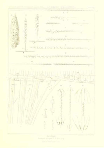 Reproducción/Reproduction 49484742806: Wissenschaftliche Ergebnisse der Deutschen Tiefsee-Expedition auf dem Dampfer ""Valdivia"" 1898-1899.. Jena,G. Fischer,1902-40.. 