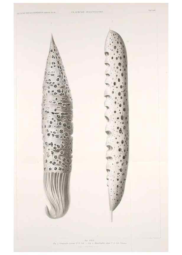 Reproducción/Reproduction 49484743126: Wissenschaftliche Ergebnisse der Deutschen Tiefsee-Expedition auf dem Dampfer ""Valdivia"" 1898-1899.. Jena,G. Fischer,1902-40.. 