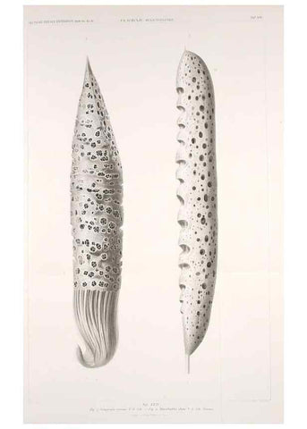 Reproducción/Reproduction 49484743126: Wissenschaftliche Ergebnisse der Deutschen Tiefsee-Expedition auf dem Dampfer ""Valdivia"" 1898-1899.. Jena,G. Fischer,1902-40.. 