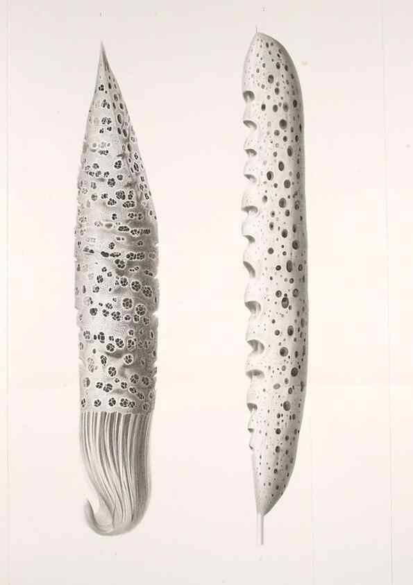Reproducción/Reproduction 49484743126: Wissenschaftliche Ergebnisse der Deutschen Tiefsee-Expedition auf dem Dampfer ""Valdivia"" 1898-1899.. Jena,G. Fischer,1902-40.. 