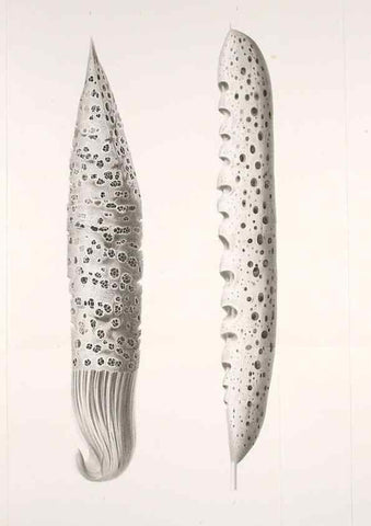 Reproducción/Reproduction 49484743126: Wissenschaftliche Ergebnisse der Deutschen Tiefsee-Expedition auf dem Dampfer ""Valdivia"" 1898-1899.. Jena,G. Fischer,1902-40.. 