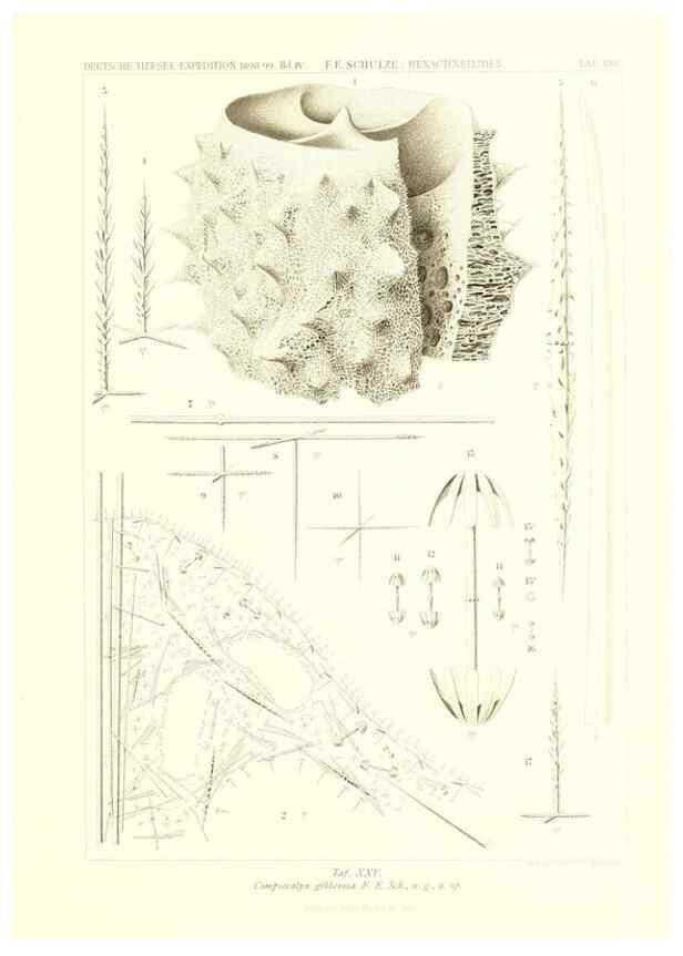 Reproducción/Reproduction 49484251968: Wissenschaftliche Ergebnisse der Deutschen Tiefsee-Expedition auf dem Dampfer ""Valdivia"" 1898-1899.. Jena,G. Fischer,1902-40.. 
