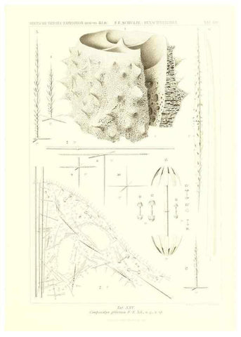 Reproducción/Reproduction 49484251968: Wissenschaftliche Ergebnisse der Deutschen Tiefsee-Expedition auf dem Dampfer ""Valdivia"" 1898-1899.. Jena,G. Fischer,1902-40.. 